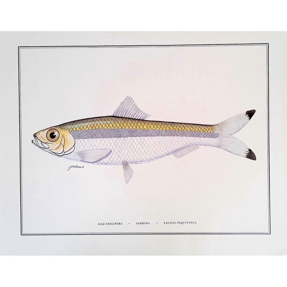 1985 Sardina Sardine Fish Wall Art Print J Orellana Vintage Book Plate 11x14